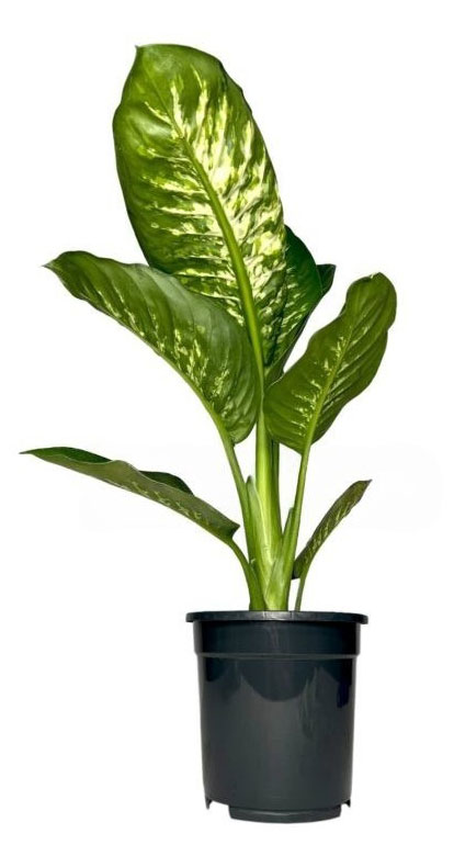 

Живое растение Диффенбахия Тропик Сноу в горшке d 12 см, 1 шт