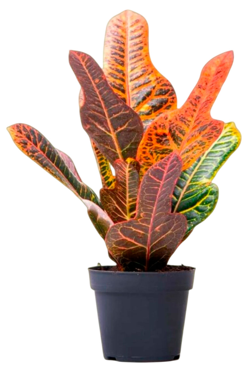 

Живое растение Кодиеум Экселент в горшке d 12 см, 1 шт