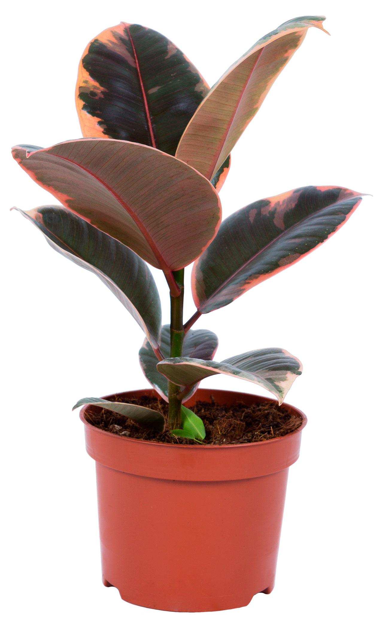 

Живое растение Фикус Эластика Белиз в горшке d 12 см, 1 шт