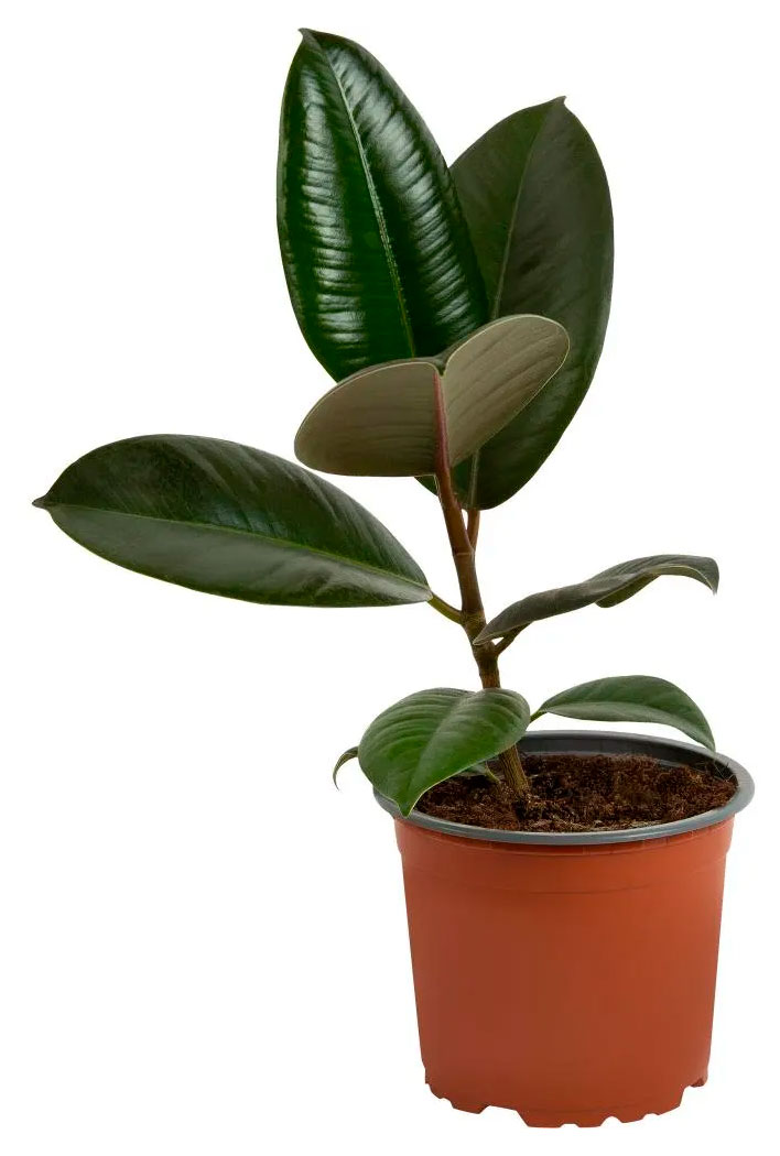 

Живое растение Фикус Эластика Абиджан в горшке d 12 см, 1 шт