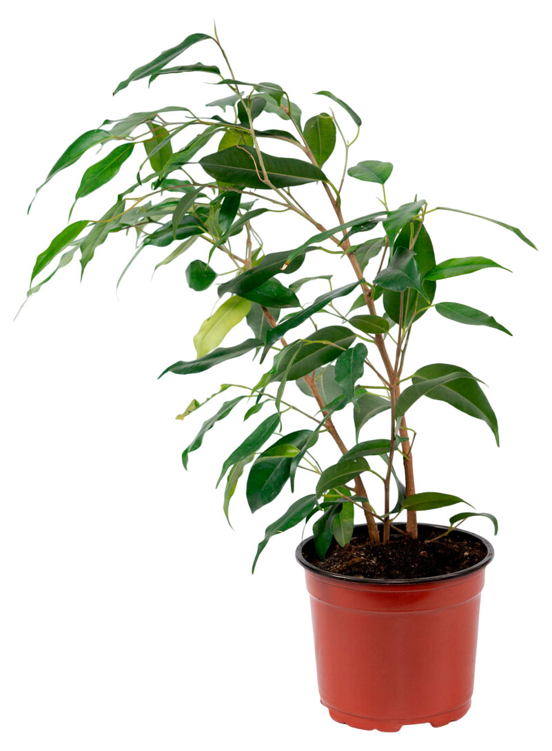 

Живое растение Фикус Бенджамина Экзотика в горшке d 12 см, 1 шт