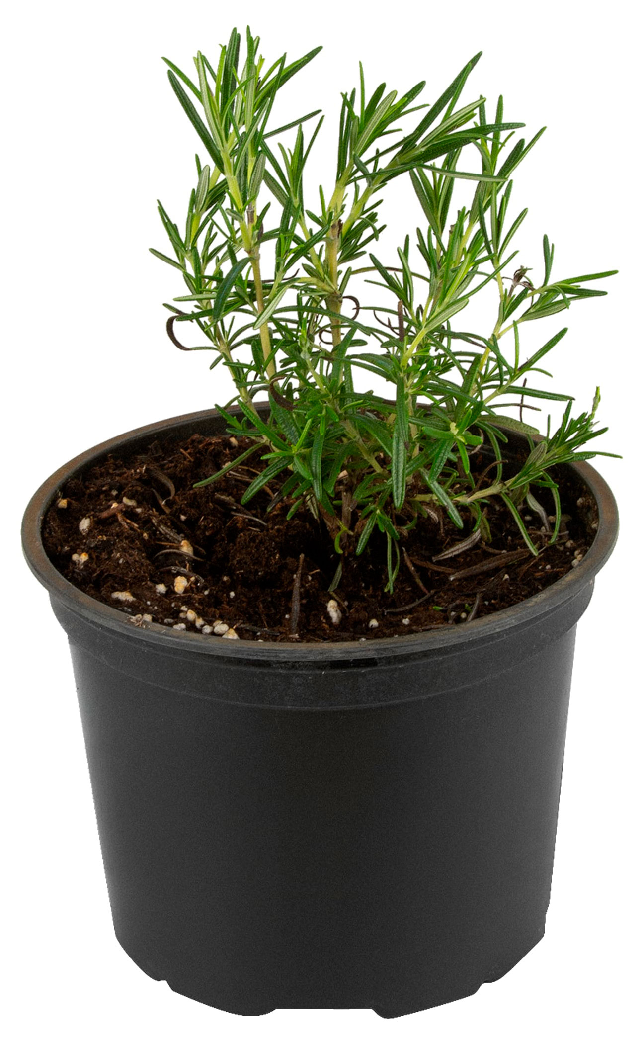 

Рассада пряных трав Розмарин ароматная зелень в горшке, d 10 см