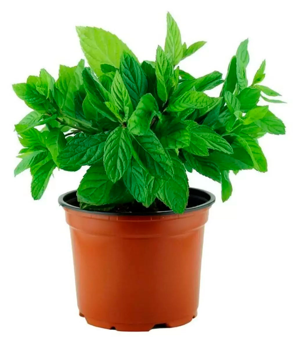 Изображение товара Рассада пряных трав Мята ароматная в горшке d 10 см