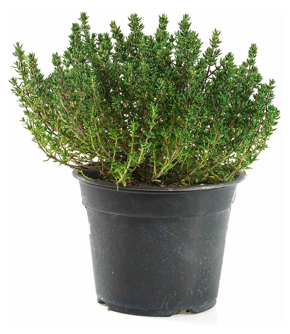 

Рассада пряных трав Тимьян ароматная зелень в горшке, d 10 см