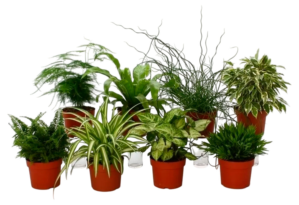 

Живое растение Плант-микс в ассортименте в горшке d 8 см, 1 шт