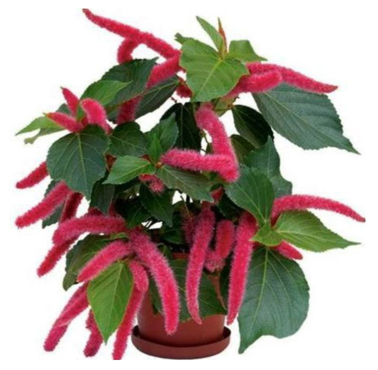 

Живое растение Акалифа в ассортименте в кашпо d 15, 1 шт