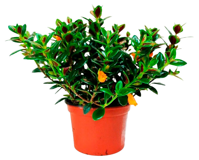 Изображение товара Живое растение Немантантус в кашпо D15 для комнаты и улицы