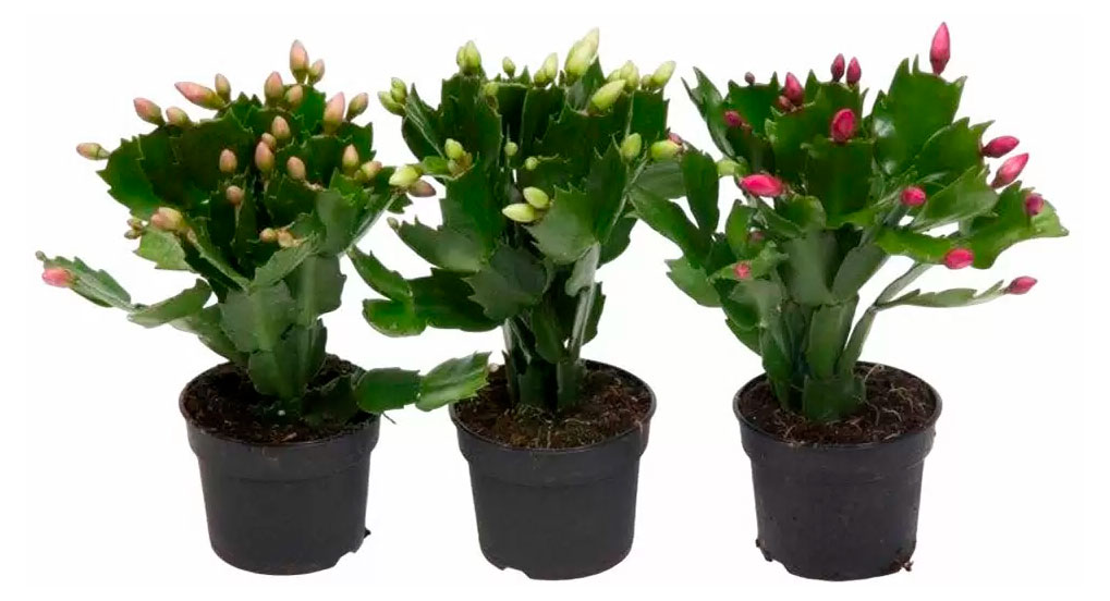 

Живое растение кактус цветущий Шлюмбергера (декабрист) в ассортименте в горшке d 19 см, 1 шт