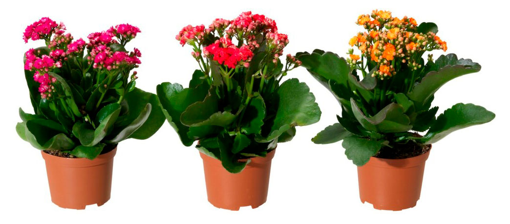 

Живое растение суккулент цветущий Каланхоэ Блосфельда в ассортименте в горшке d 21 см, 1 шт