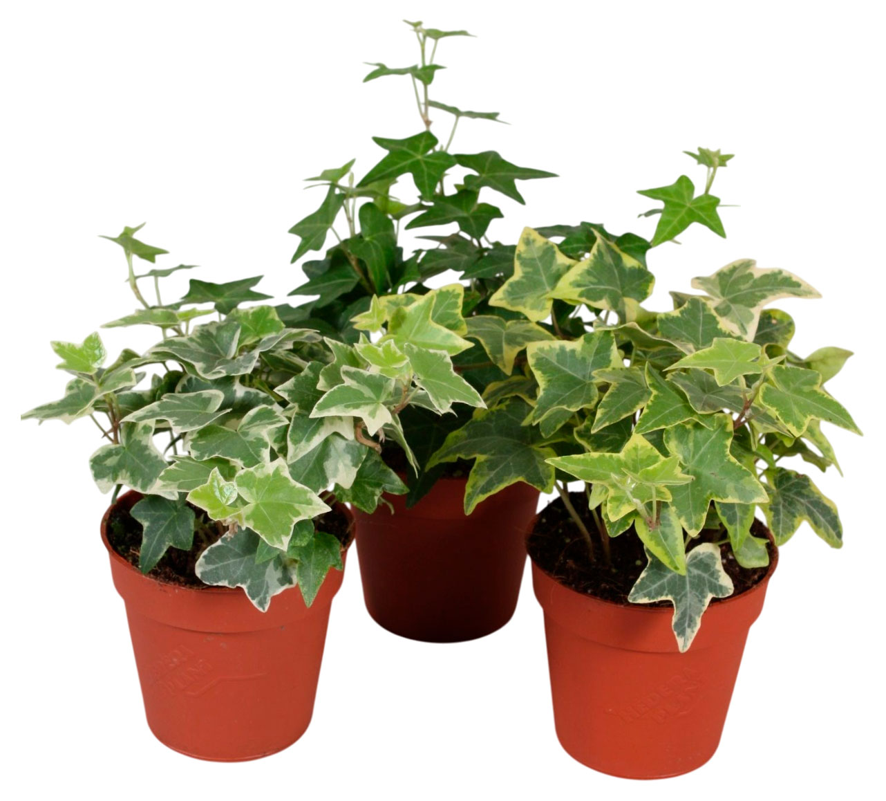 Изображение товара Живое растение плющ-лиана Хедера в ассортименте в горшке d 12 см, 1 шт