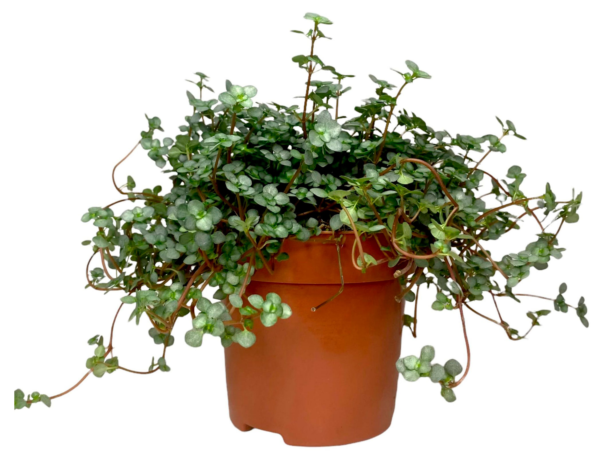 

Живое растение Пилея Приземистая в горшке d 15 см, 1 шт