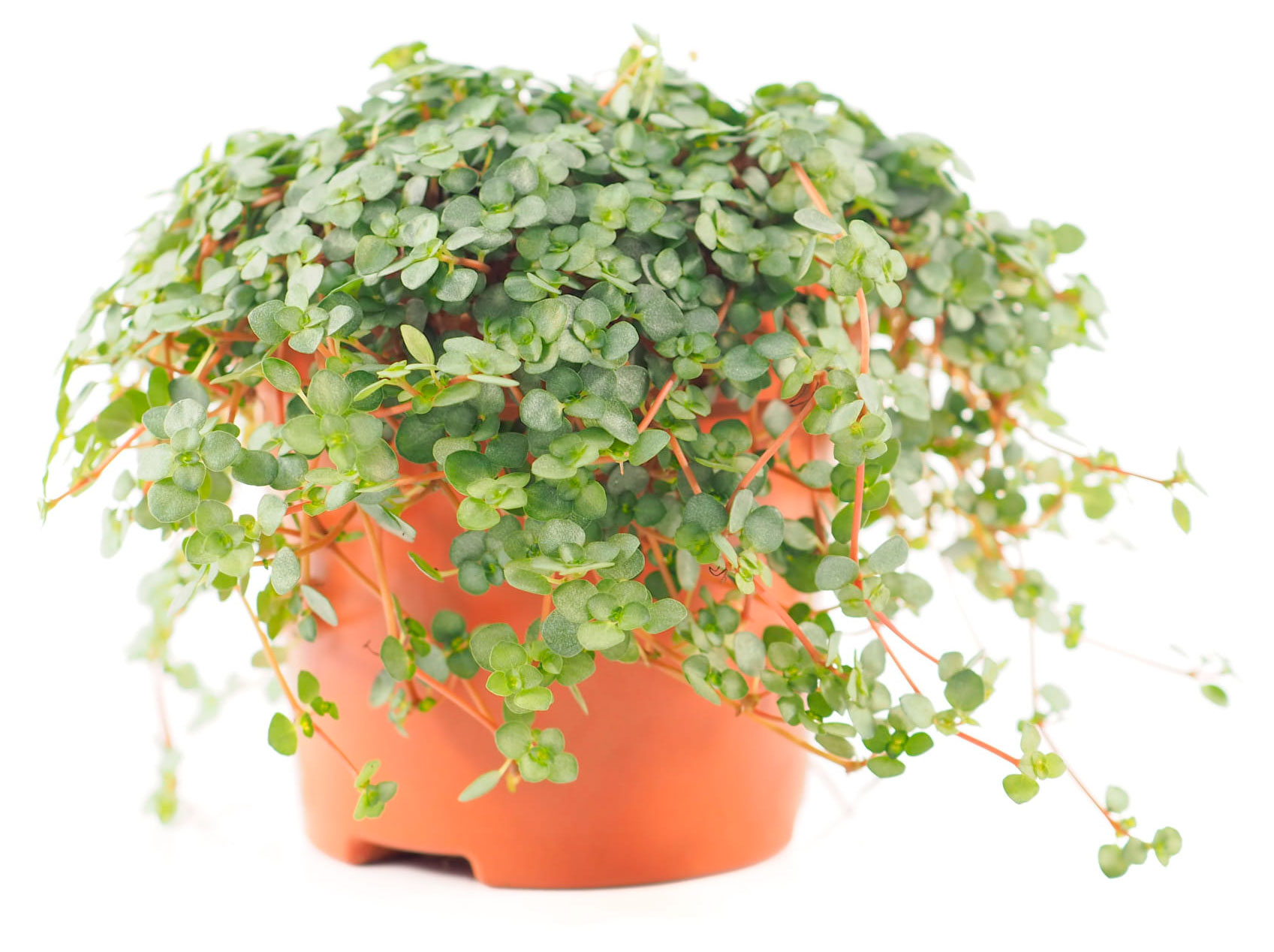 

Живое растение Пилея сизолистная в горшке d 15 см, 1 шт