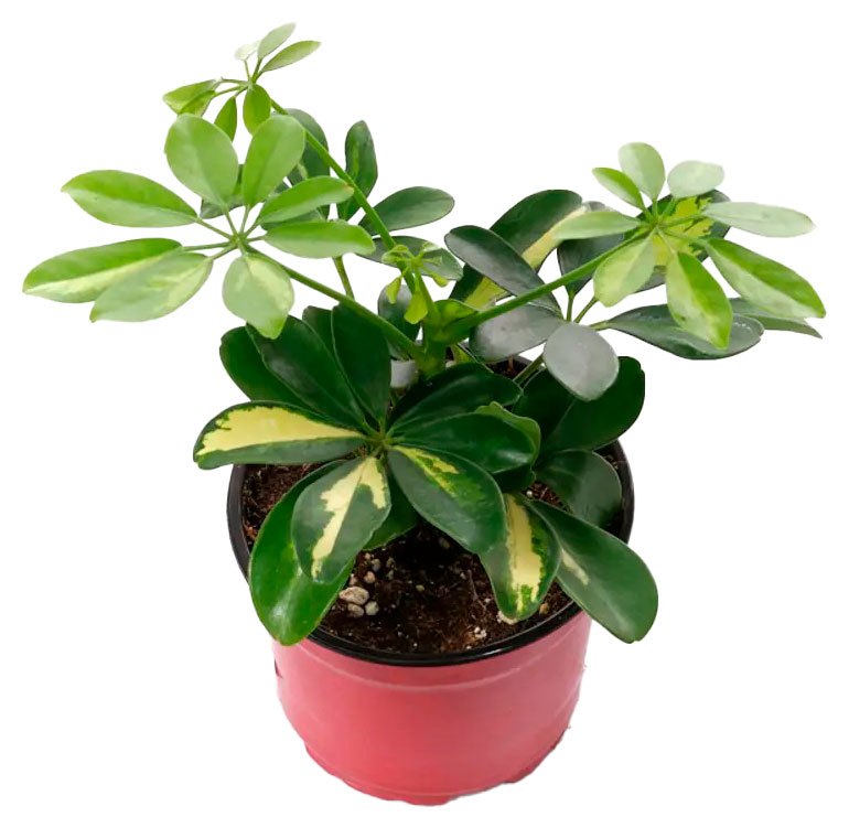 

Живое растение Шеффлера Голд в горшке d 12 см, 1 шт