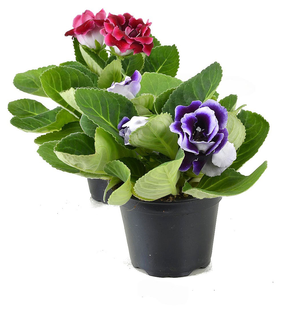 

Живое растение Глоксиния живая цветущая в ассортименте в горшке d 12 см, 1 шт