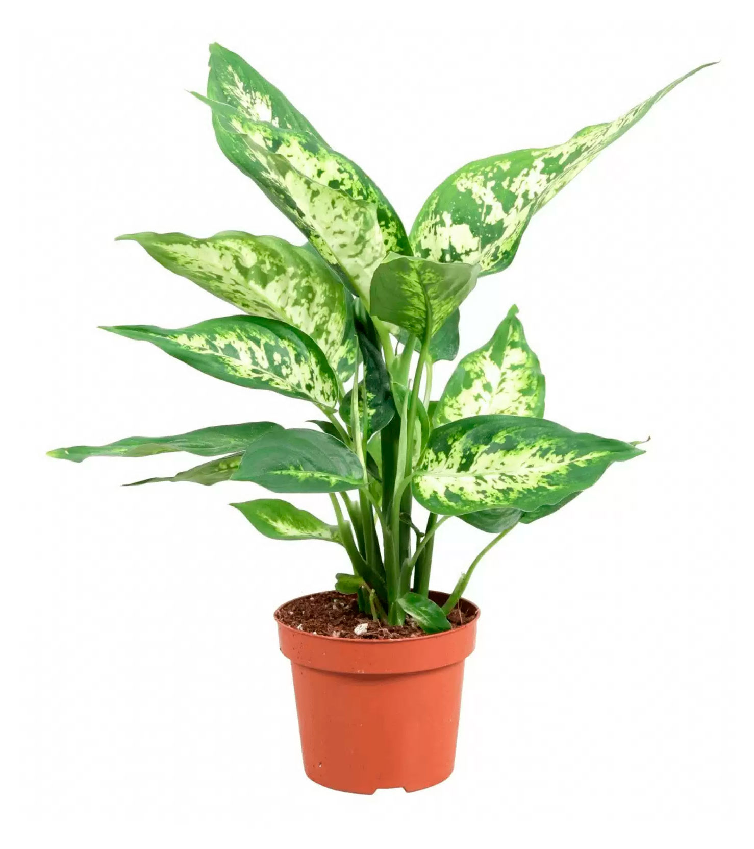 

Живое растение Диффенбахия Марс в горшке d 12 см, 1 шт