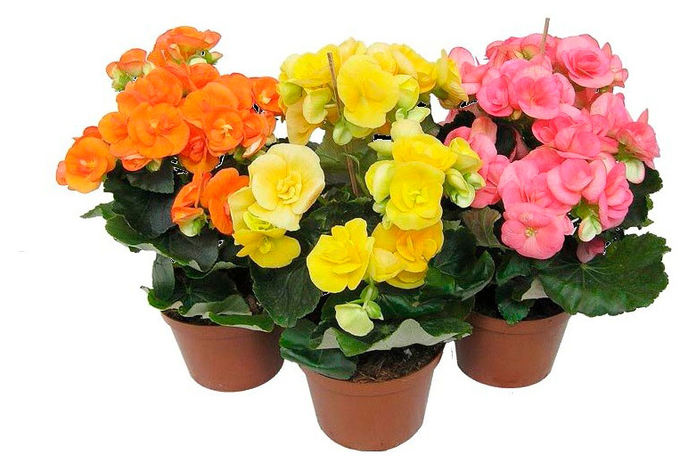 

Живое растение Бегония Элатиор в ассортименте в горшке d 12 см, 1 шт