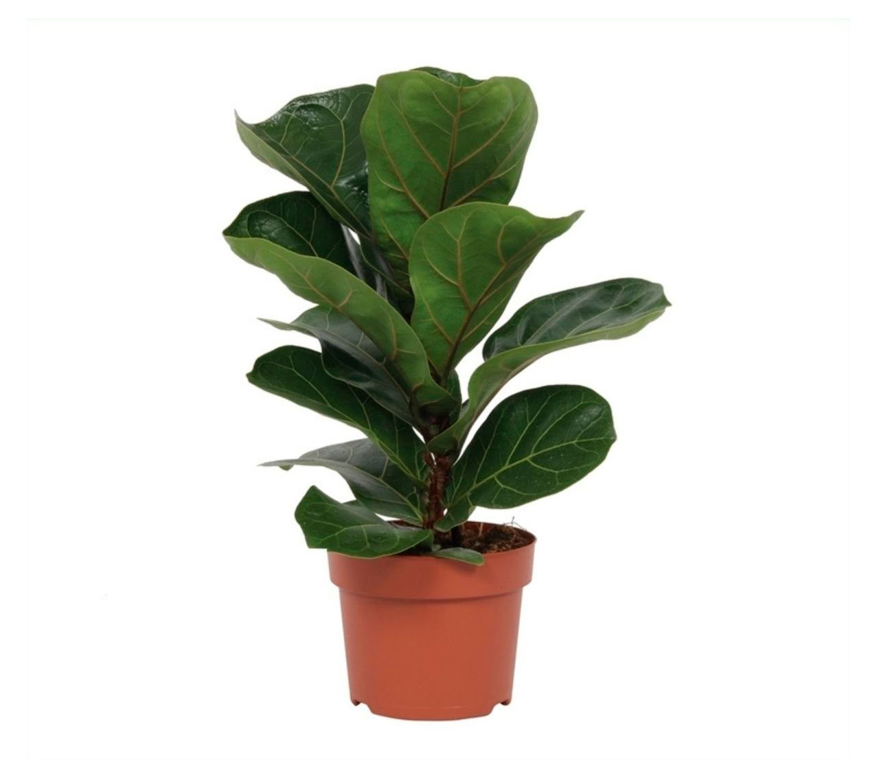 

Живое растение Фикус Лирата в горшке d 21 см, 1 шт