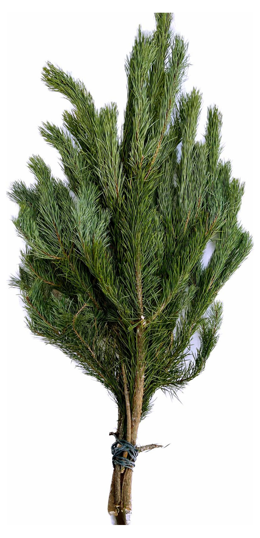 

Букет лапника из веток живой Сосны Крымской зеленая срезка, 5-7 веток