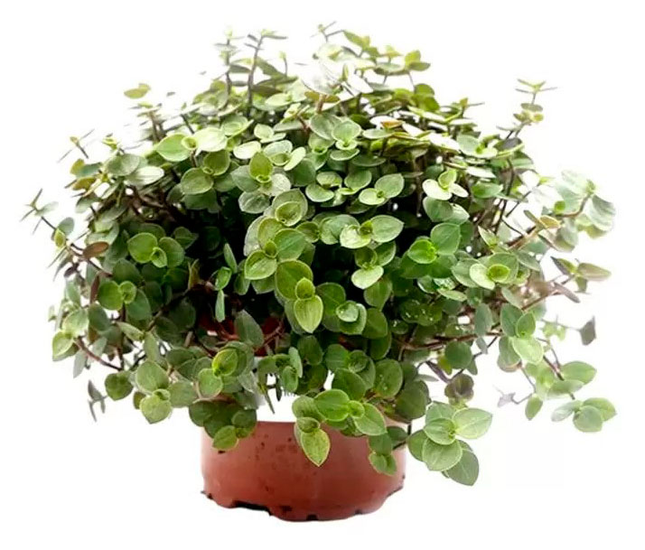 

Живое растение Каллизия в ассортименте в горшке d 16 h 25 см, 1 шт