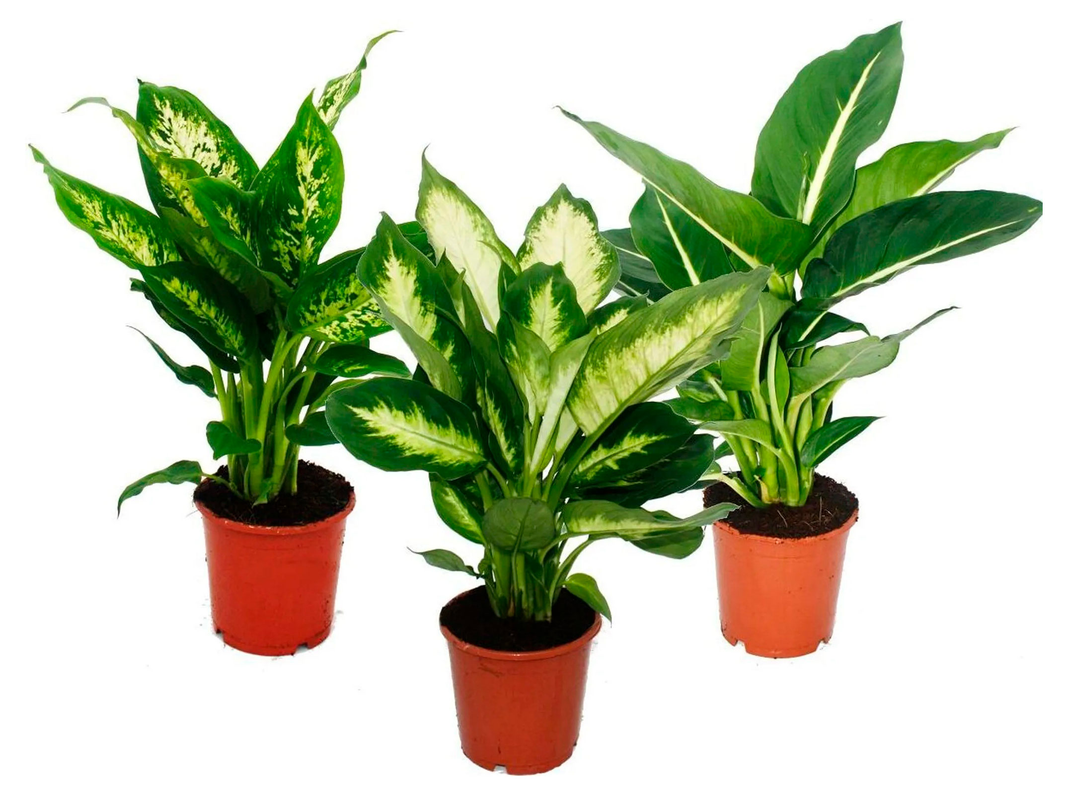 

Живое растение Диффенбахия в ассортименте в горшке d 12 см, 1 шт