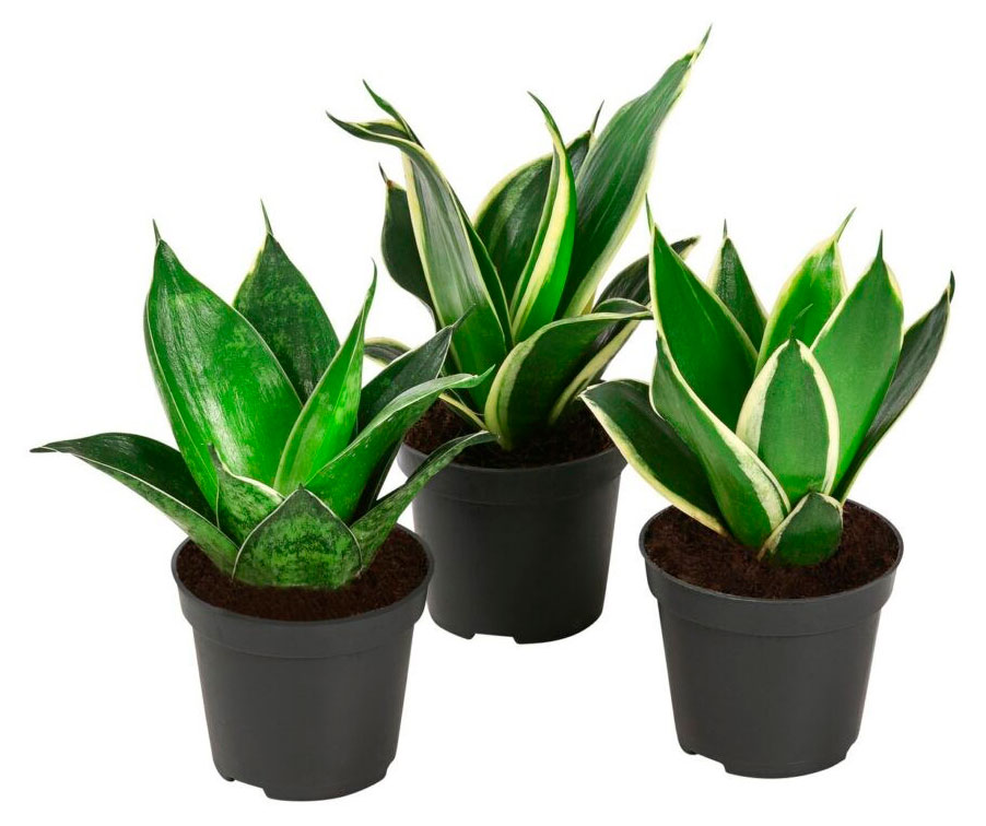 

Живое растение Сансевиерия микс в ассортименте в горшке d 12 h 35 см, 1 шт