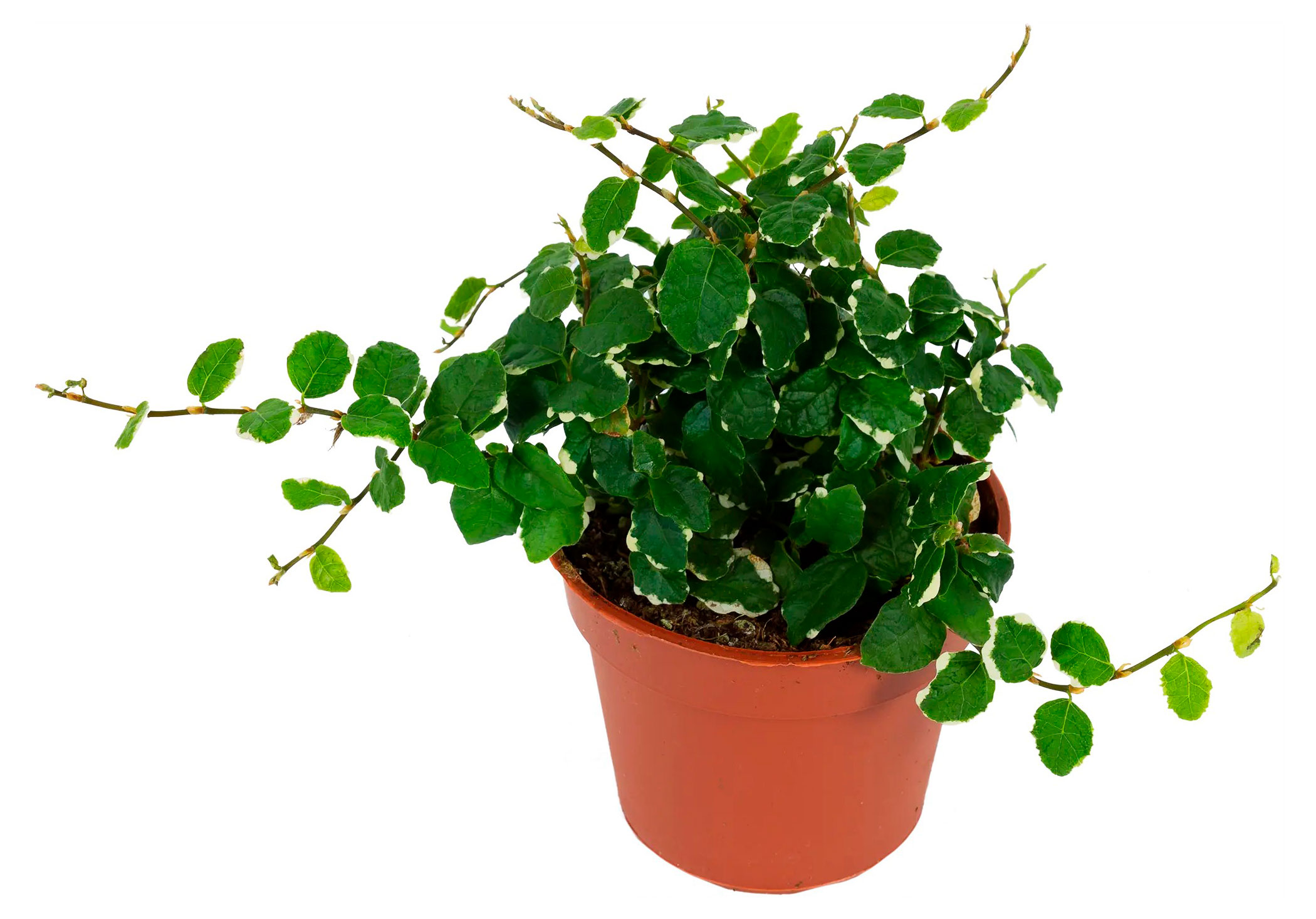 

Живое растение Фикус Пумила в горшке d 12 см, 1 шт