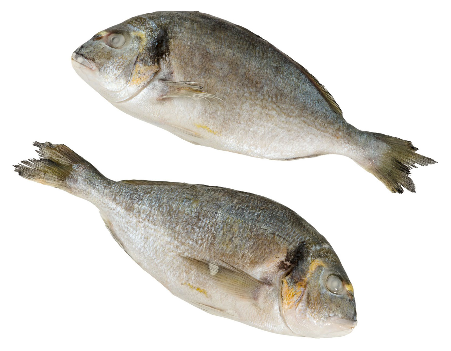 

Дорадо замороженная неразделанная, ~ 600 г