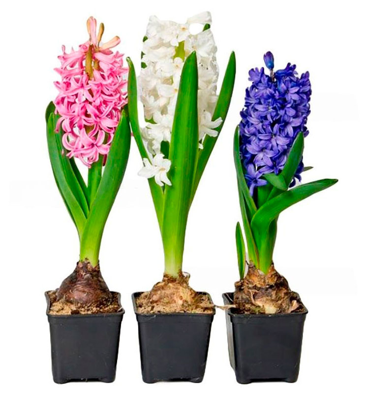 

Живое растение Гиацинт 1 луковица с ароматом в ассортименте в горшке d 7 h 10 см, 1 шт