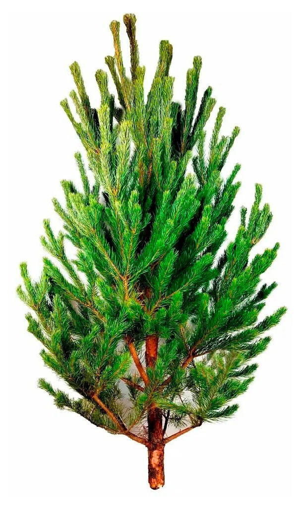 

Живая Сосна зеленая срезанная сруб, 150-200 см