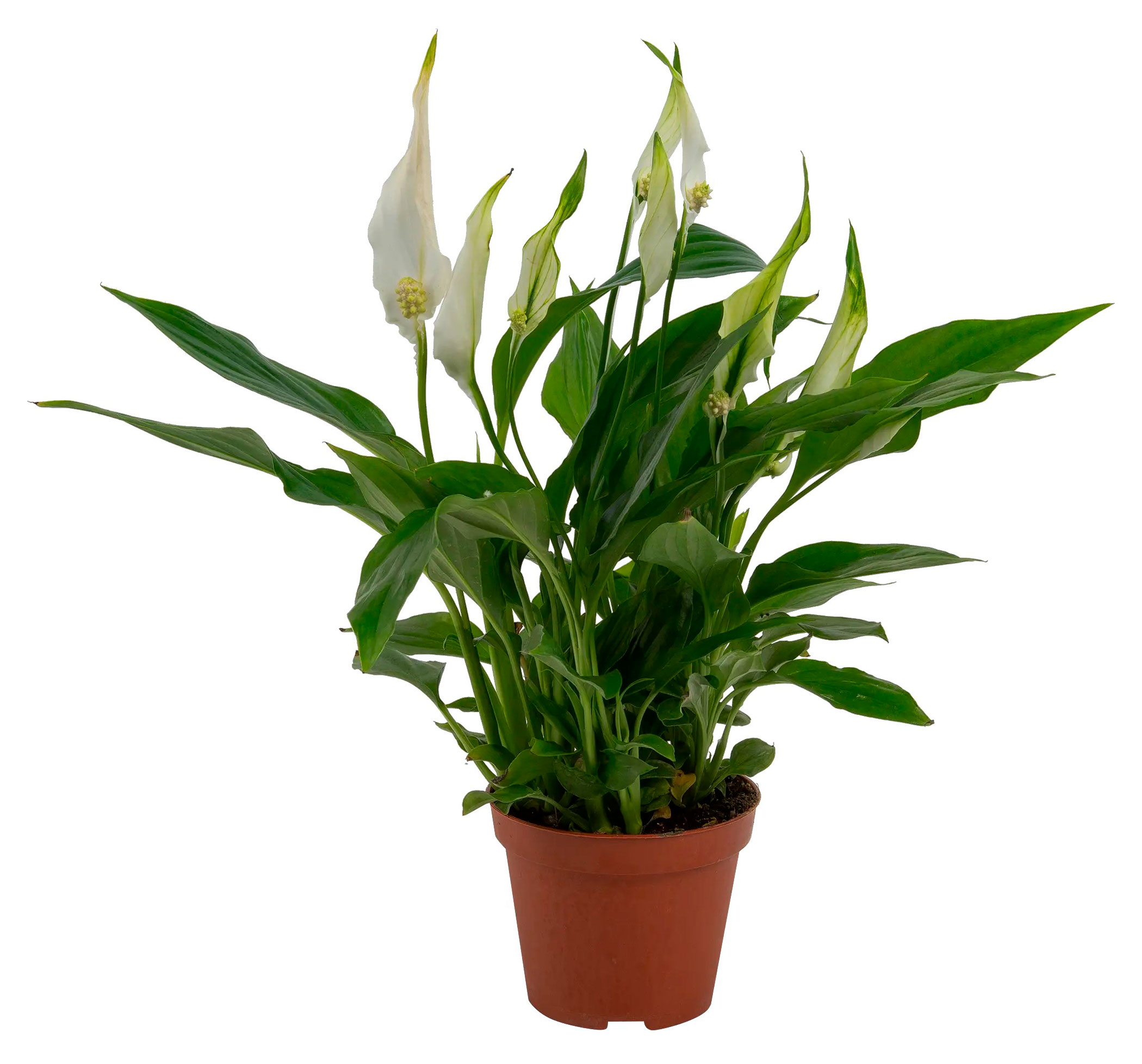 

Живое растение Спатифиллум Шопен бело-зеленый в горшке d 9 h 30 см, 1 шт