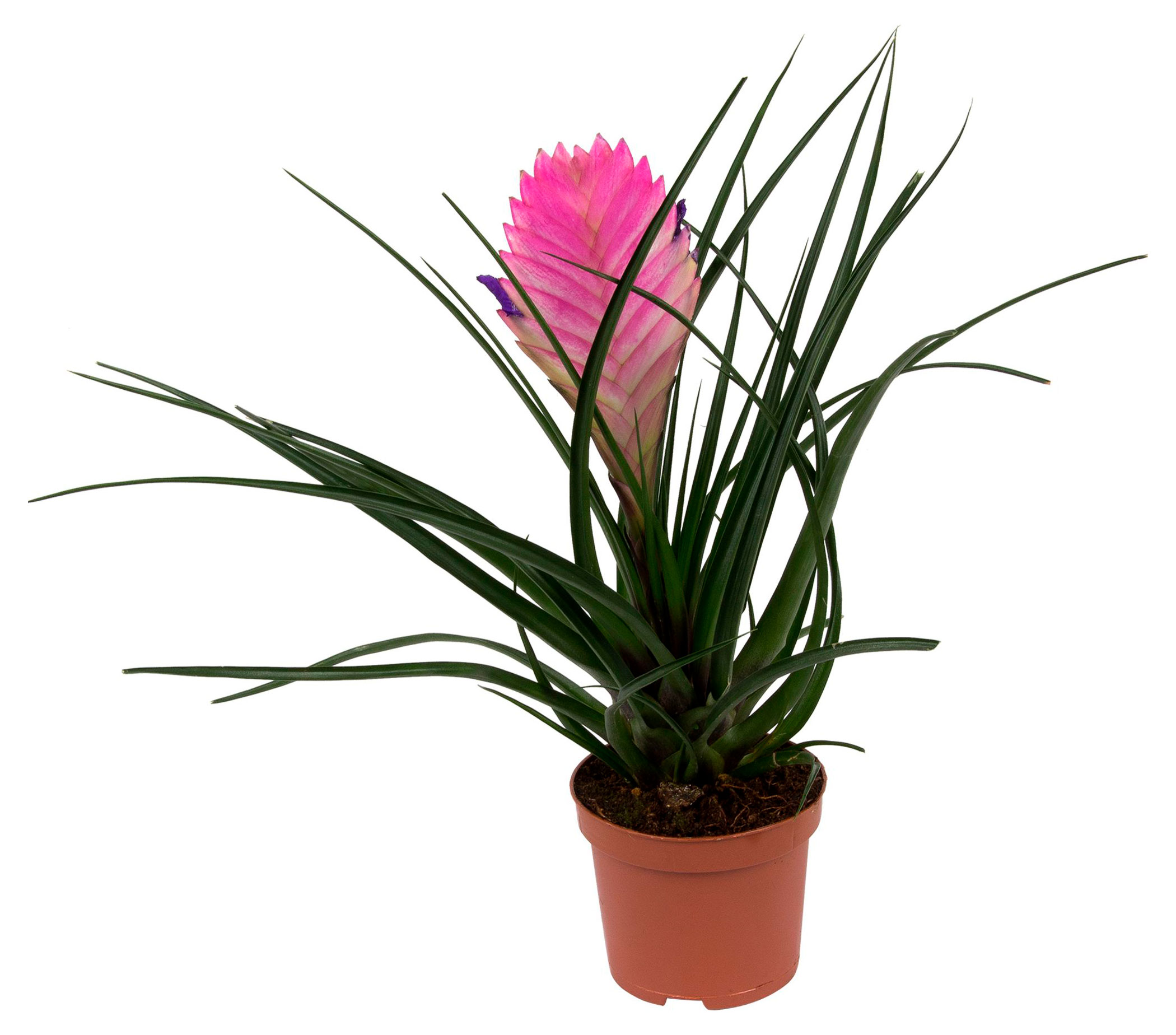 Изображение товара Сводная: Бромелия Анита — розовая тилландсия в горшке, D5,5