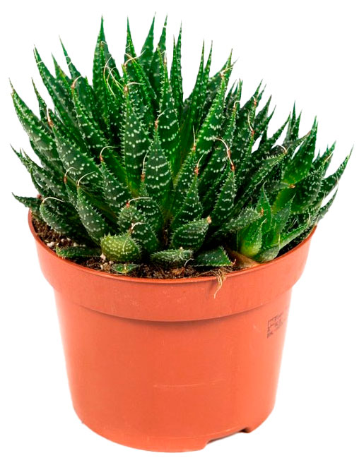 Изображение товара Живое растение суккулент Алоэ Аристата в горшке D8,5 H12 для дома и офиса