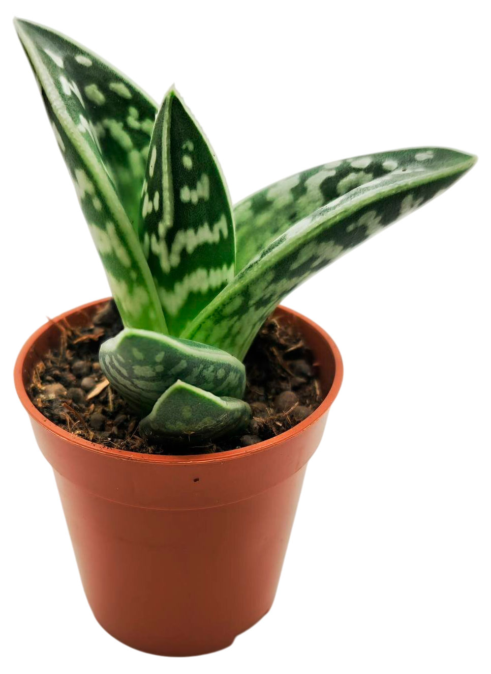 Изображение товара Суккуленты Алоэ Вариегата в горшке D8, 5 - редкий полив, 12 см высота