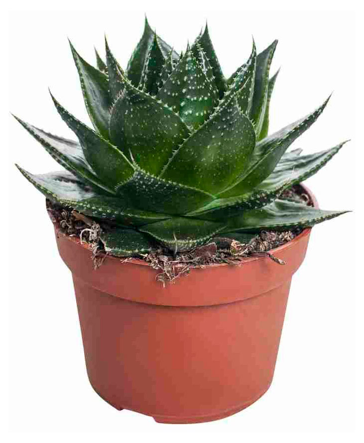 

Живое растение суккулент Алоэ Космо в горшке d 8 h 15 см, 1 шт