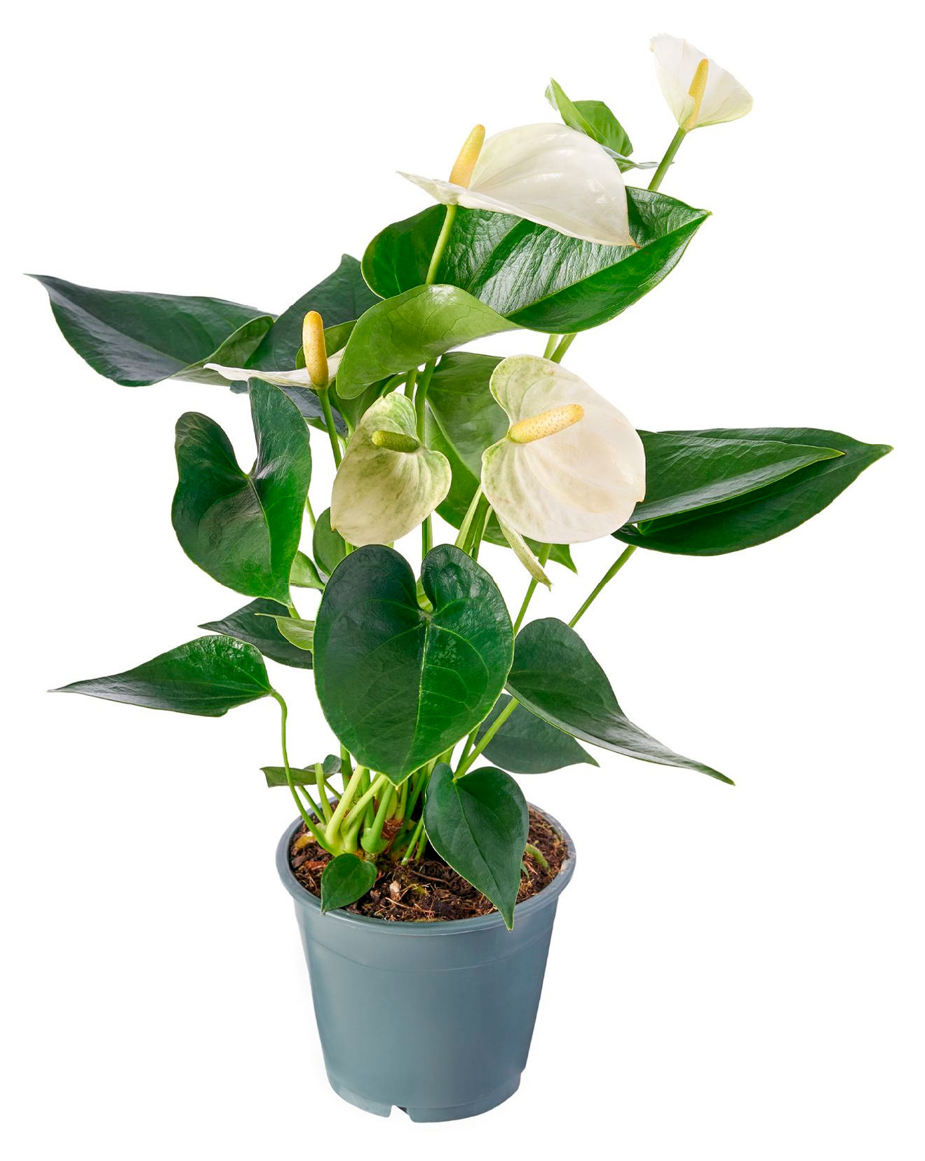 

Живое растение Антуриум белый в горшке d 9 h 25 см, 1 шт