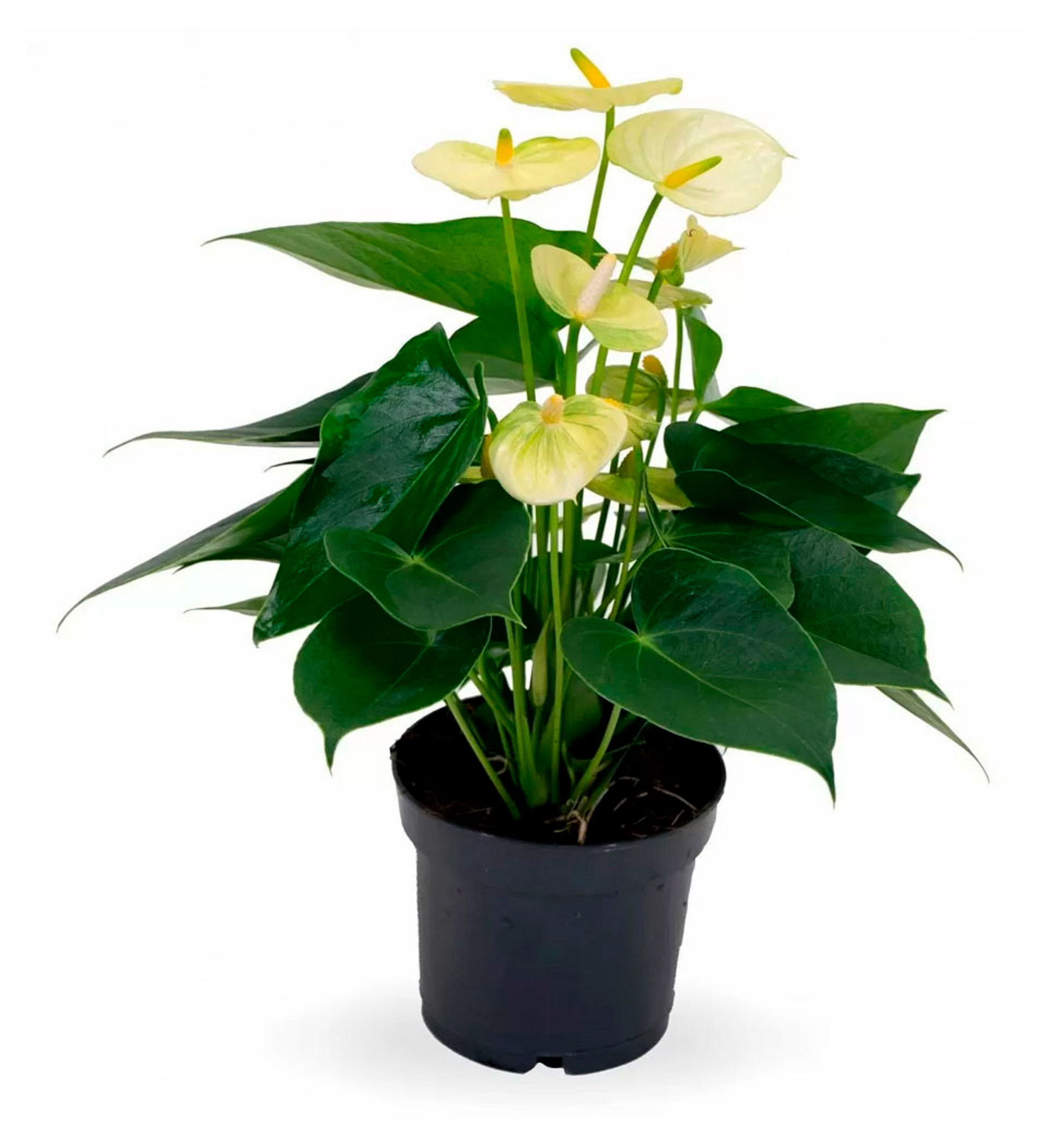 

Живое растение Антуриум Ванилла в горшке d 12 h 36 см, 1 шт