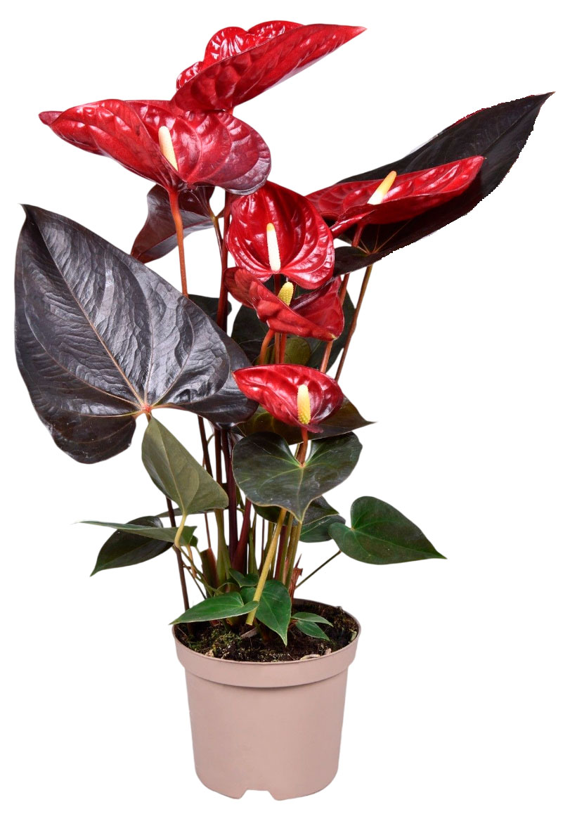 

Живое растение Антуриум Деликата в горшке d 14 h 50 см, 1 шт