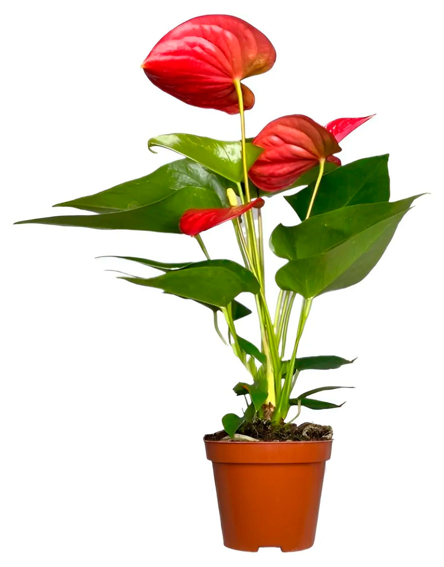 

Живое растение Антуриум Корал Чемпион в горшке d 17 h 60 см, 1 шт