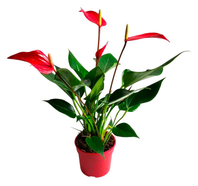 Изображение товара Растение Антуриум Лили Ред в горшке 9 см: экзотика для дома и офиса