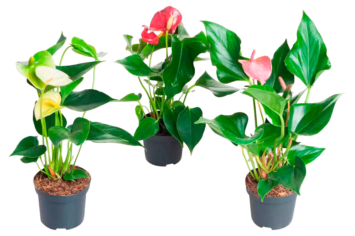 

Живое растение Антуриум микс в ассортименте в горшке d 7 h 20 см, 1 шт