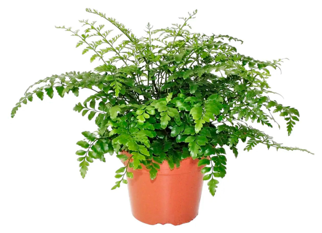 Изображение товара Живое растение папоротник Асплениум Парвати в горшке d 12 h 20 см, 1 шт