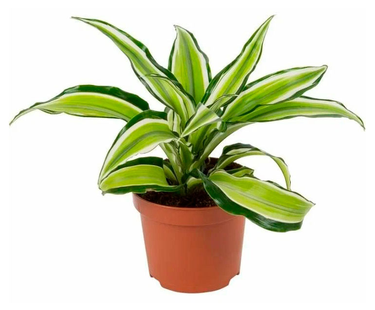 

Живое растение Драцен Малайка в горшке d 12 h 30 см, 1 шт