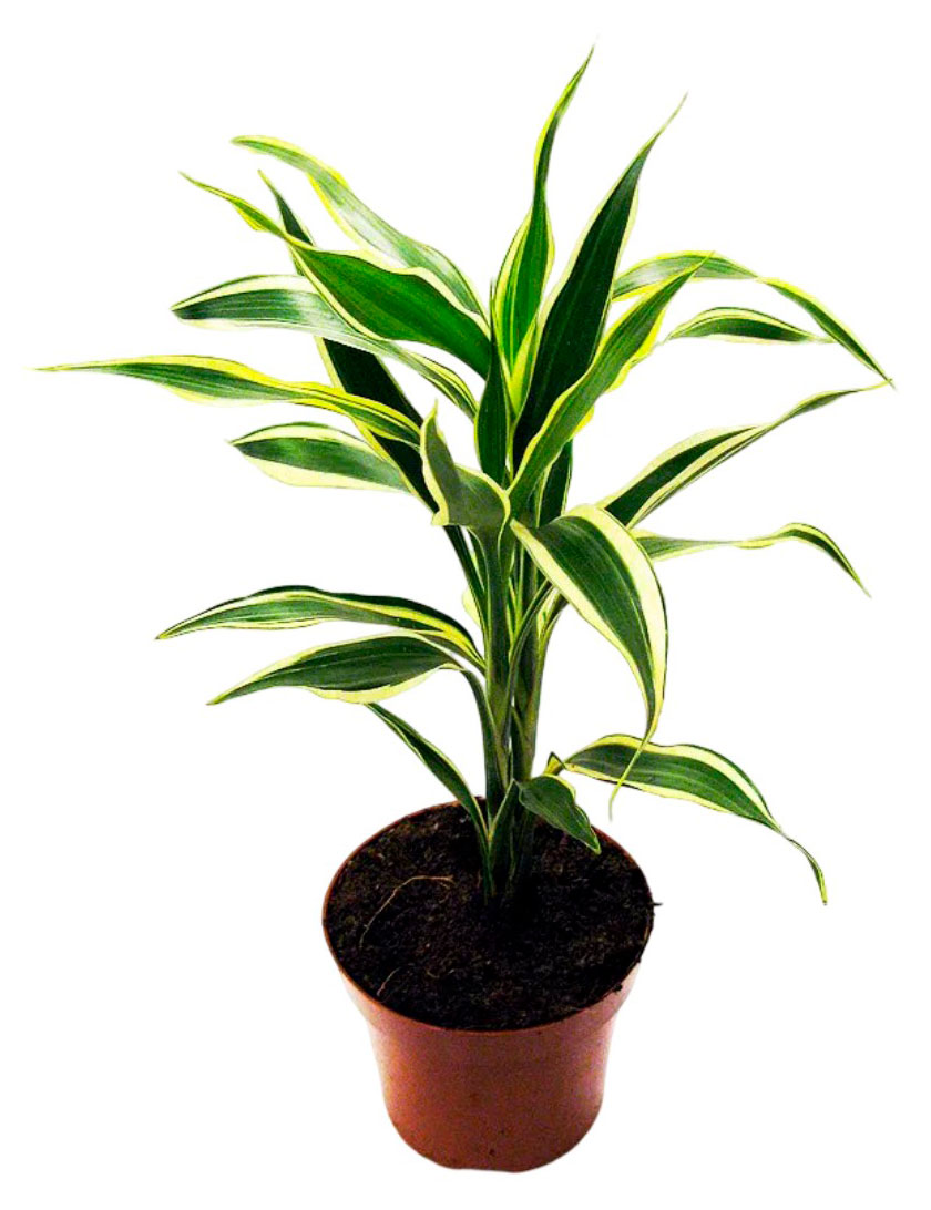 Изображение товара Живое растение Драцена Сандериана в горшке d 12 h 50 см, 1 шт