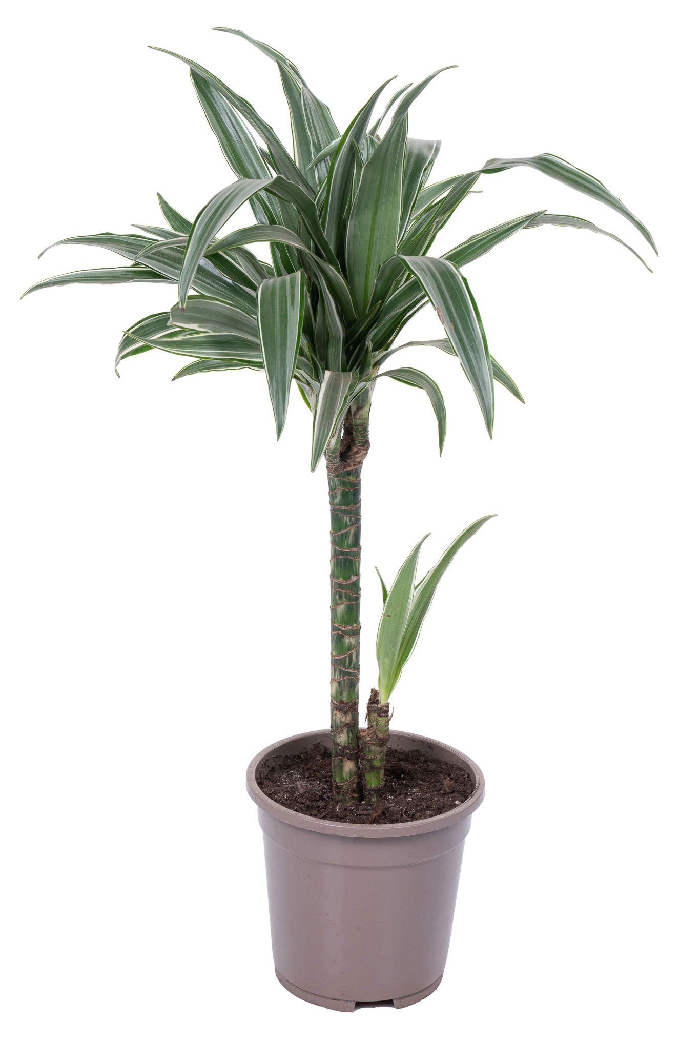 Изображение товара Живое растение Драцена Варнески в горшке 90 см, декоративное для офиса и дома