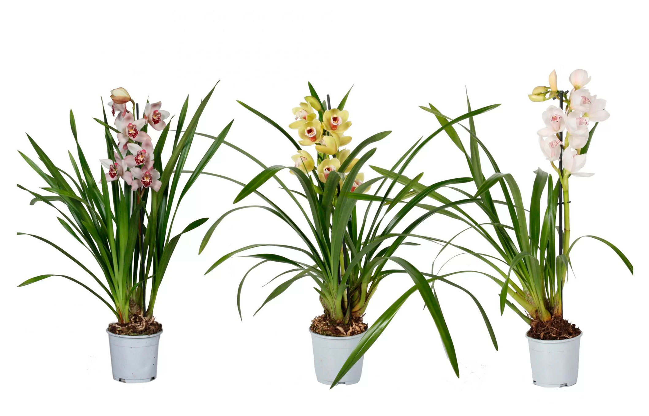 

Живое растение Орхидея Цимбидиум 1 стебель в ассортименте в горшке d 14 h 70 см, 1 шт