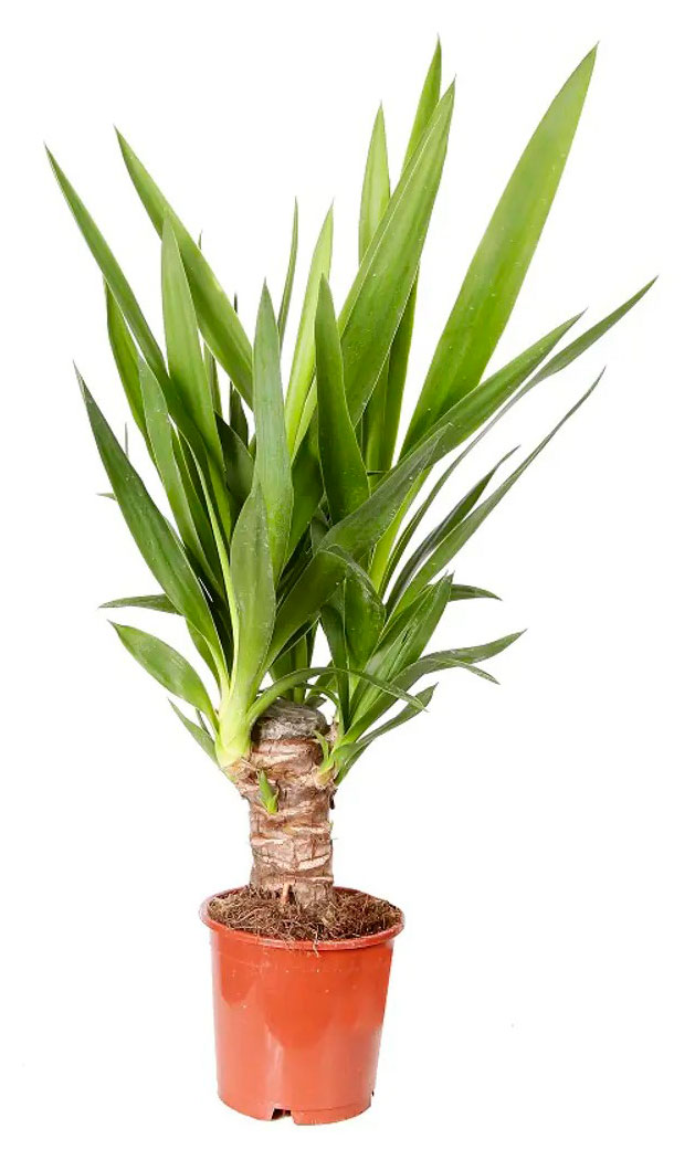 

Живое растение пальма Юкка разветвленный дерево в горшке d 21 h 80 см, 1 шт