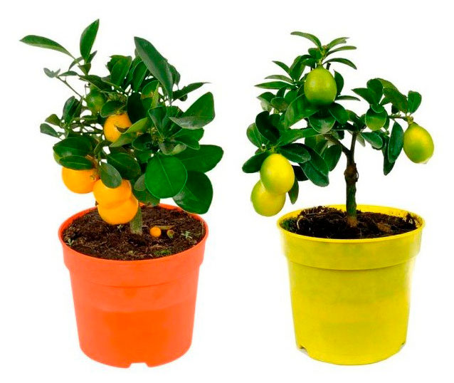 

Живое растение Цитрусовый микс в ассортименте в горшке d 19 h 65 см, 1 шт