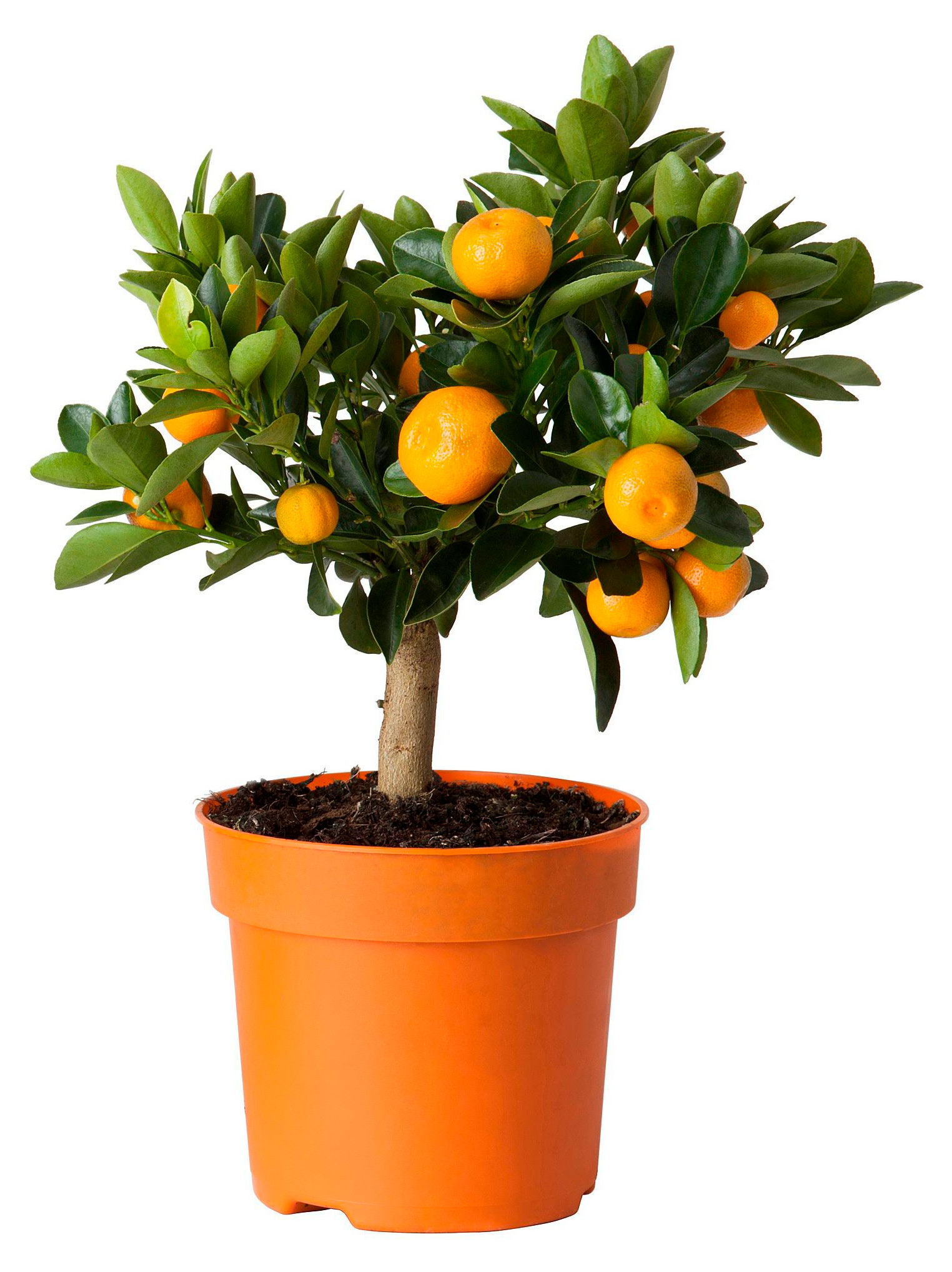 

Живое растение Цитрус Мандарин дерево куст в горшке d 21 h 75 см, 1 шт