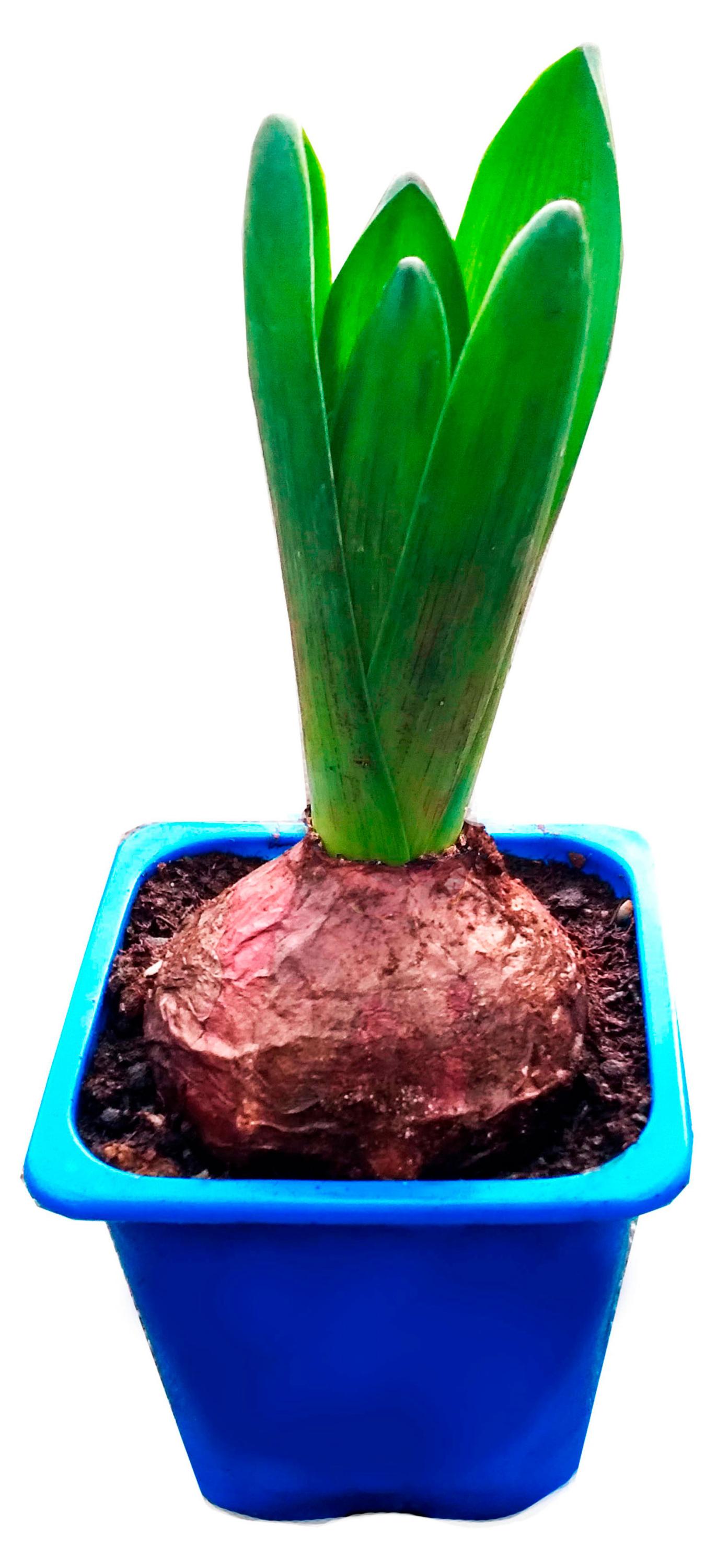 

Живое растение Гиацинт 1 луковица с ароматом в ассортименте в горшке d 7 h 15 см, 1 шт