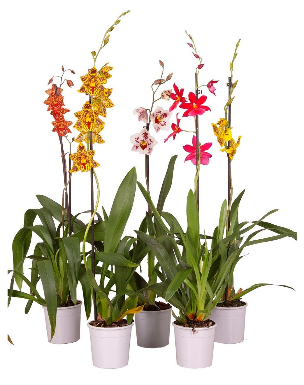 

Живое растение Орхидея Камбрия 1 стебель в ассортименте в горшке d 12 h 60 см, 1 шт